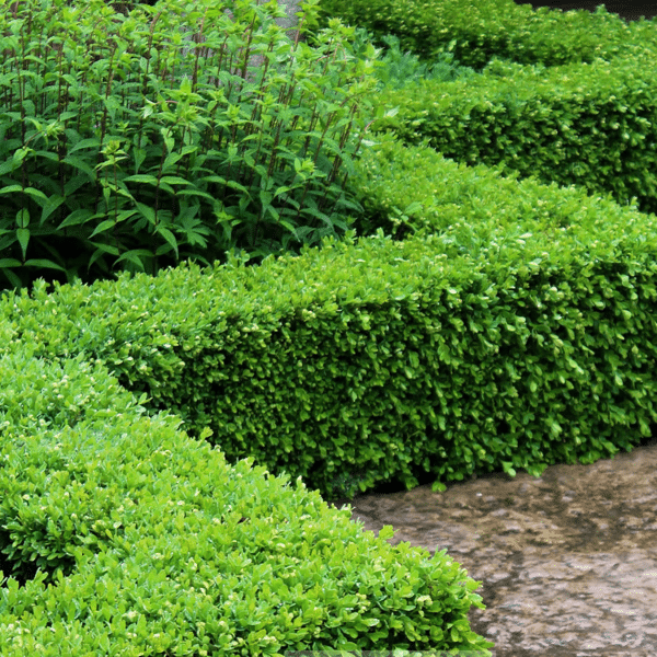 048g11 buxus green velvet 04 1.png