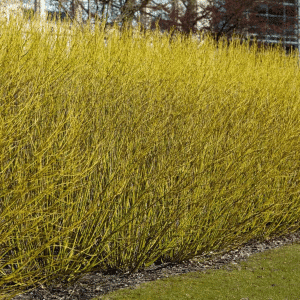 048g13 cornus sericea flavimarea 01.png