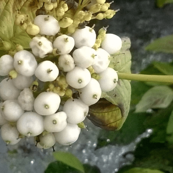 048g13 cornus sericea flavimarea 02 1.png