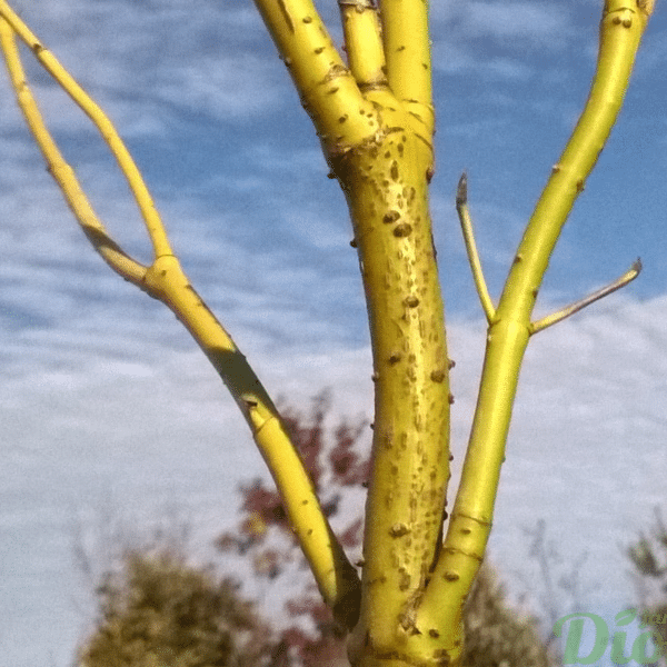 048g13 cornus sericea flavimarea 03.png