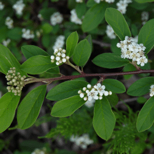 048g14 cotoneaster acutifolia 01 1.png