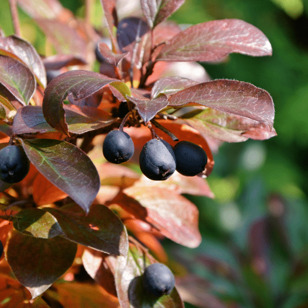 048g14 cotoneaster acutifolia 02 1.png