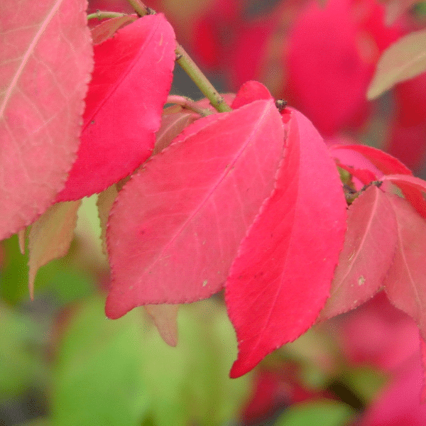 048g17 euonymus alata chicago fire 03 1.png