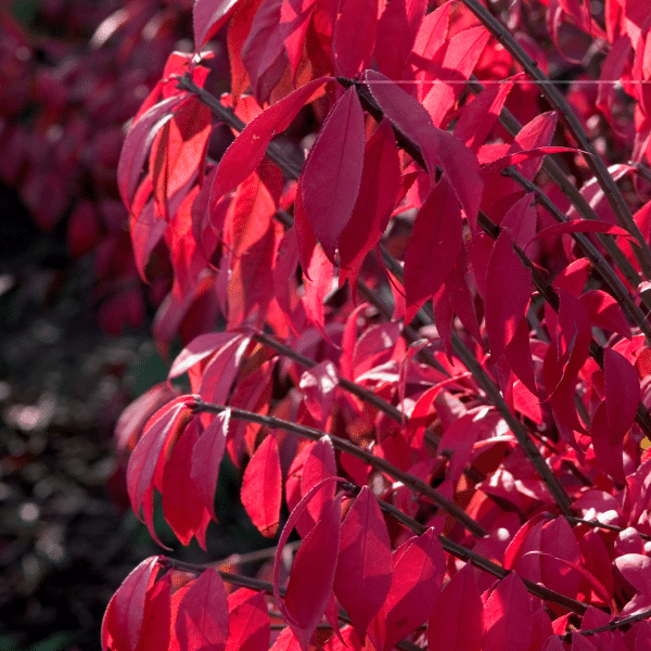 048g18 euonymus alata compacta 01 1.png