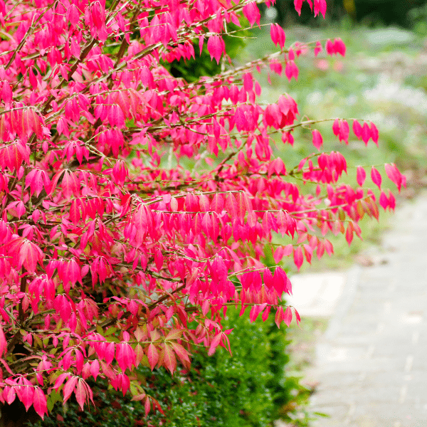 048g18 euonymus alata compacta 02 1.png