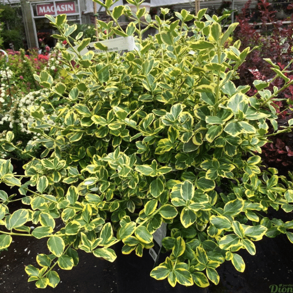 048g19 euonymus fortunei canadale gold 02 1.png