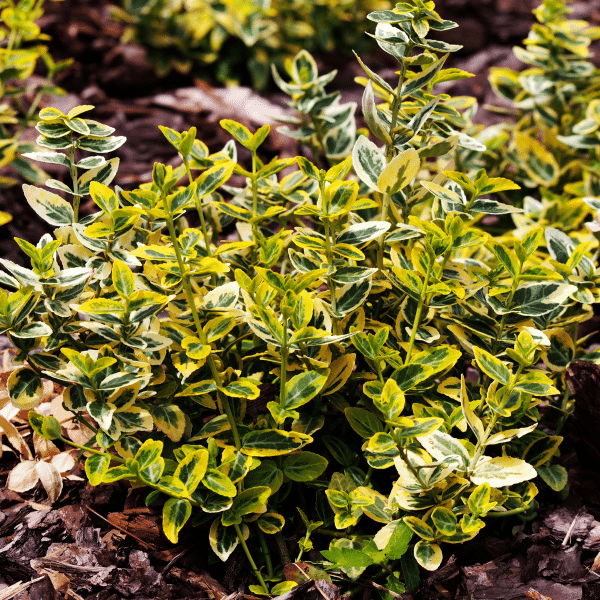 048g21 euonymus emeraldn gold 01.png