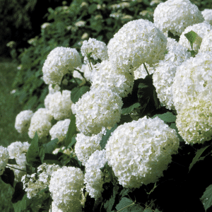 048g22 hydrangea arborescens annabelle 01.png