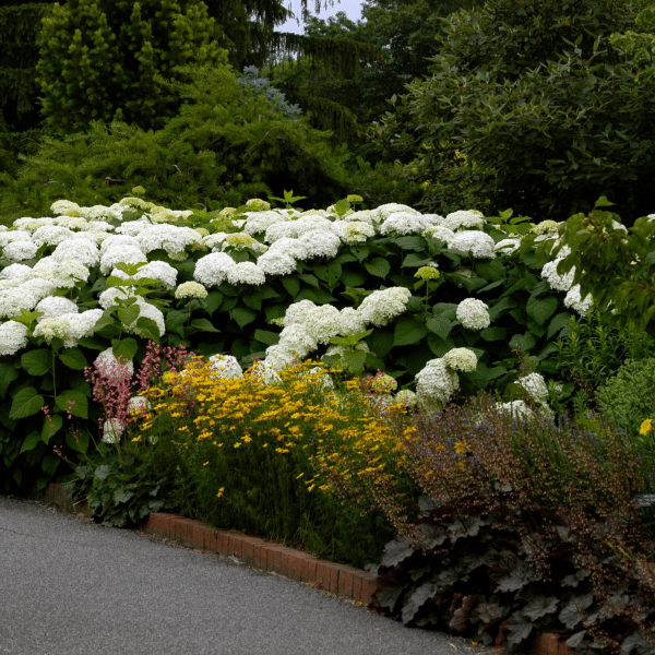 048g22 hydrangea arborescens annabelle 02.png