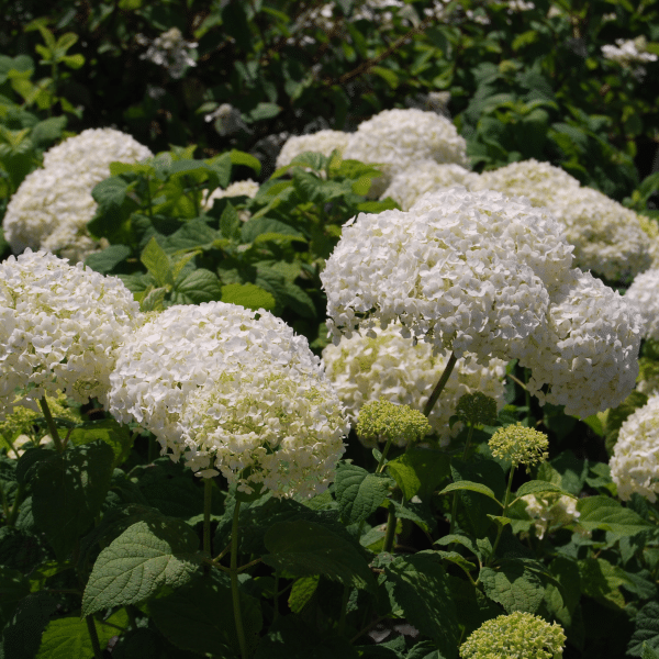 048g22 hydrangea arborescens annabelle 03.png