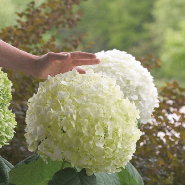 048g23 hydrangea arborescens incrediball 01.png