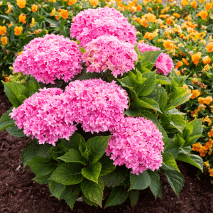 048g24 hydrangea macrophylla starfield 01.png