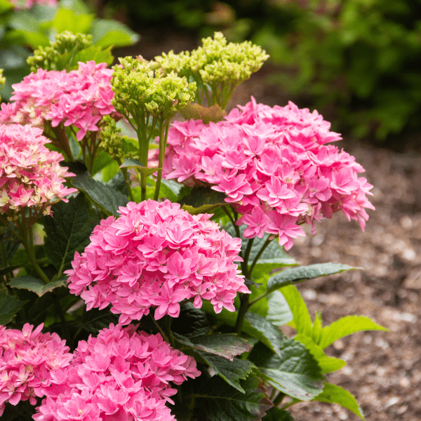 048g24 hydrangea macrophylla starfield 02.png