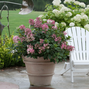 048g25 hydrangea paniculata little quick fire 01.png