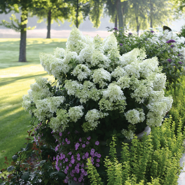 048g26 hydrangea paniculata bobo 01.png