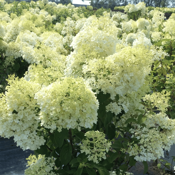 048g26 hydrangea paniculata bobo 02.png