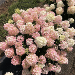 048g28 hydrangea paniculata firelight tidbit 01.png