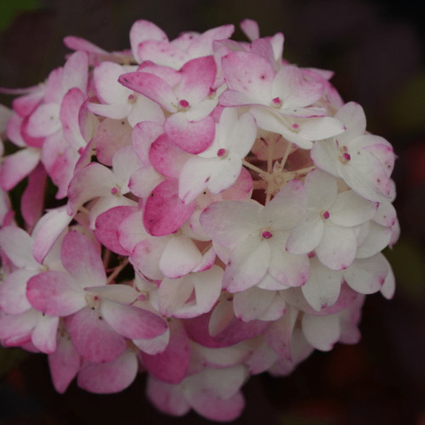 048g28 hydrangea paniculata firelight tidbit 02.png