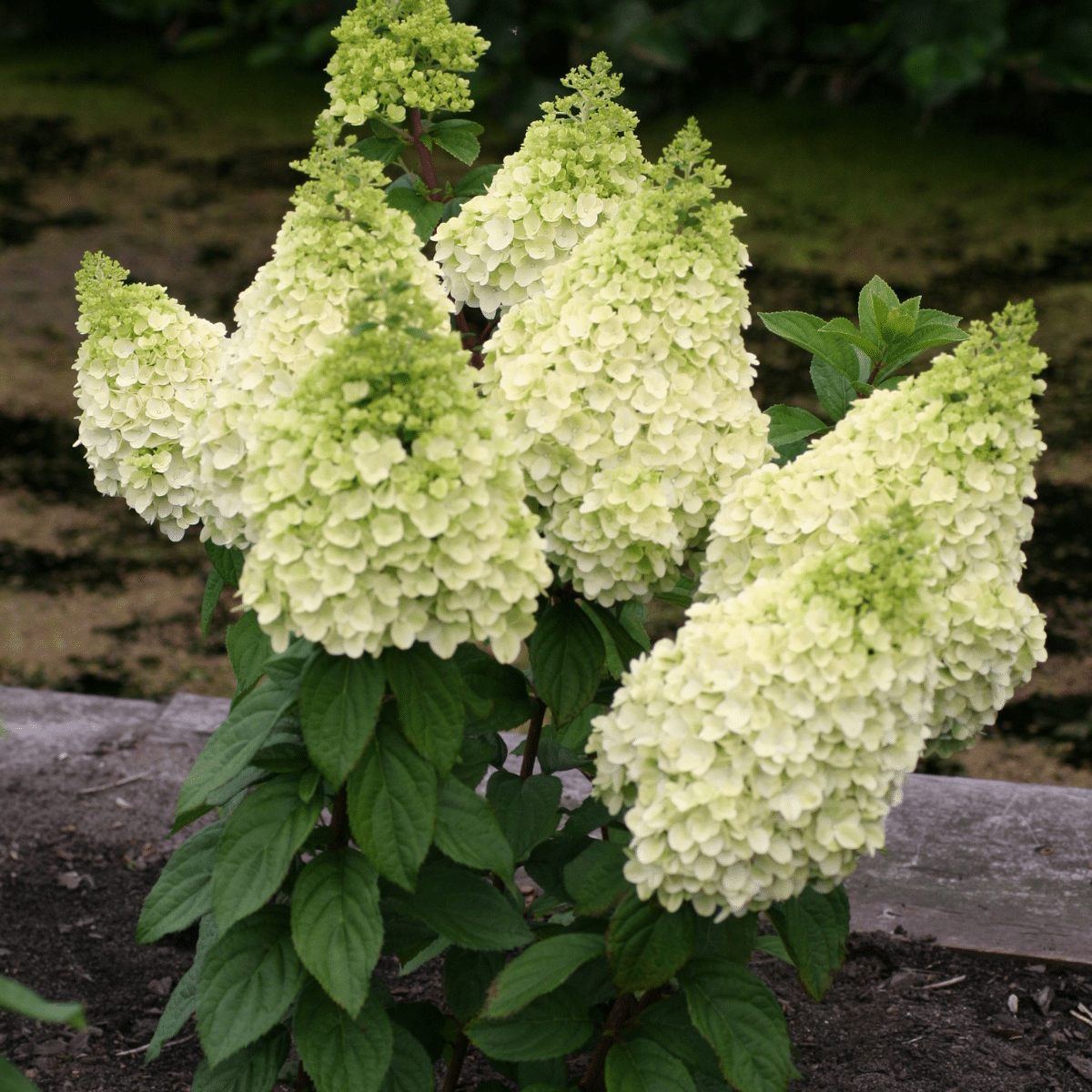 048g29 hydrangea paniculata lavalamp moonrock 01.png