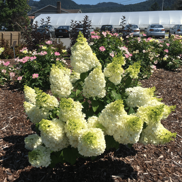 048g29 hydrangea paniculata lavalamp moonrock 02.png