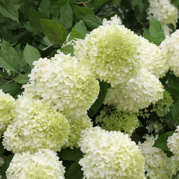 048g30 hydrangea paniculata limelight 02.png