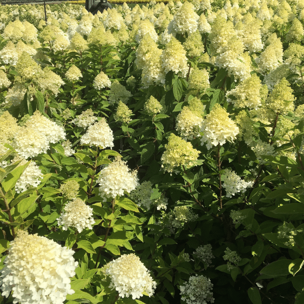 048g30 hydrangea paniculata limelight 03.png