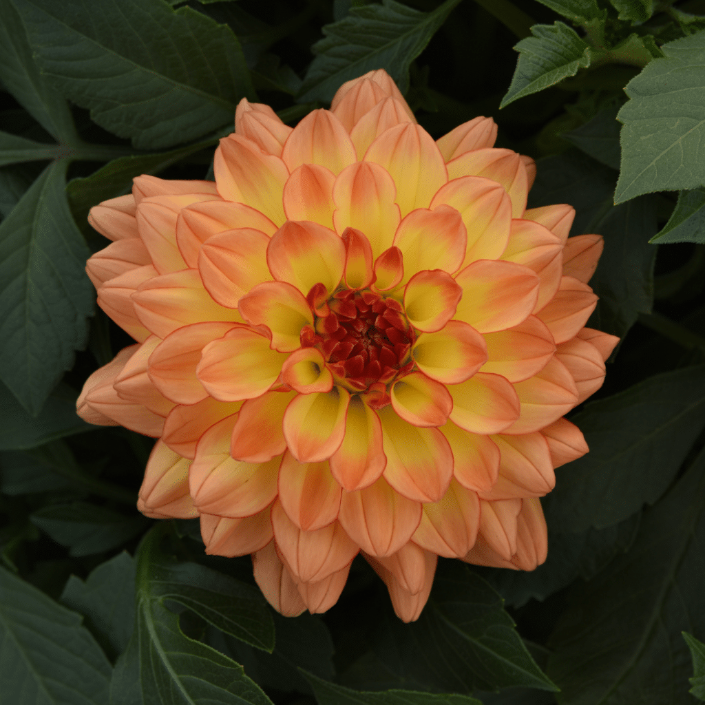 dahlia