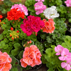 00006868d geranium regulier 01.png