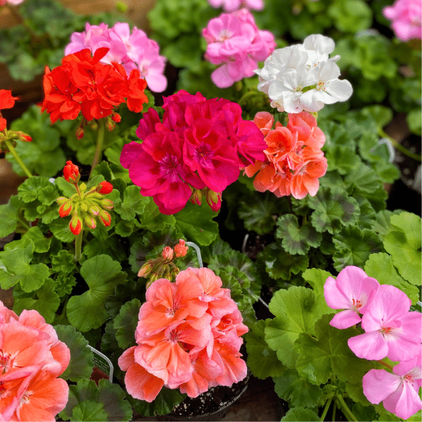 00006868d geranium regulier 01.png