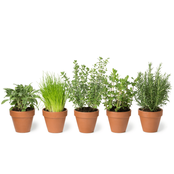 00007070d fines herbes 9cm 02.png