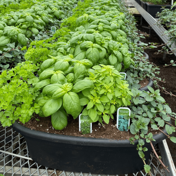 00008304 balconniere de fines herbes 01.png