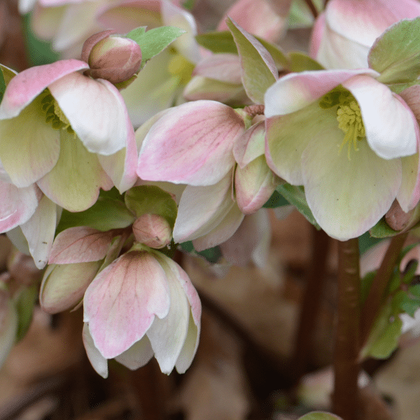 00010455 helleborus ivory prince 1g 01.png