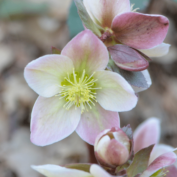 00010455 helleborus ivory prince 1g 02.png