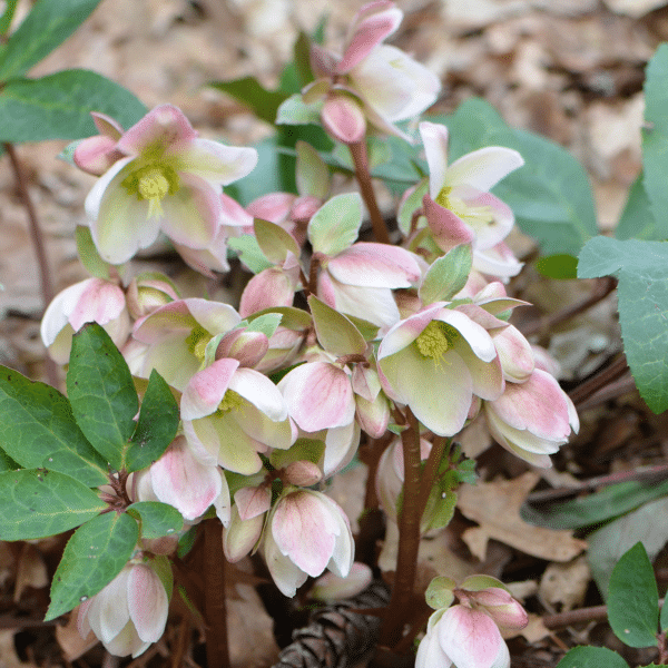 00010455 helleborus ivory prince 1g 03.png