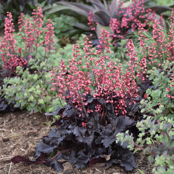 00010585 heuchera timeless night 1g 01.png