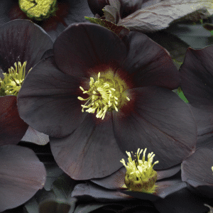 00012963 helleborus new york night 1g 01.png