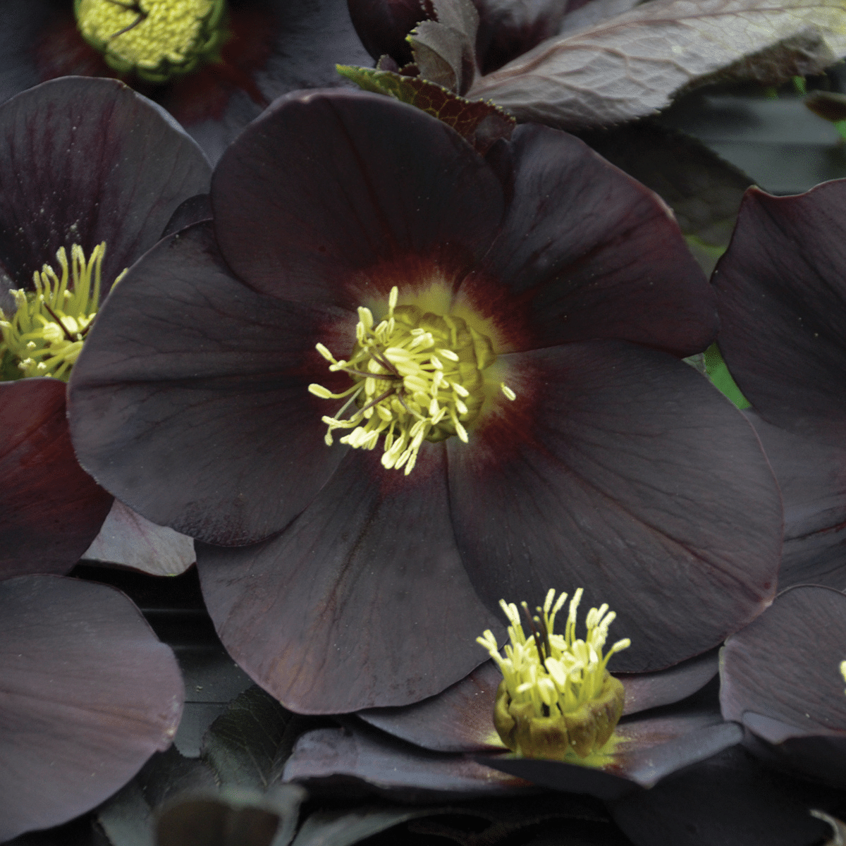 00012963 helleborus new york night 1g 01.png