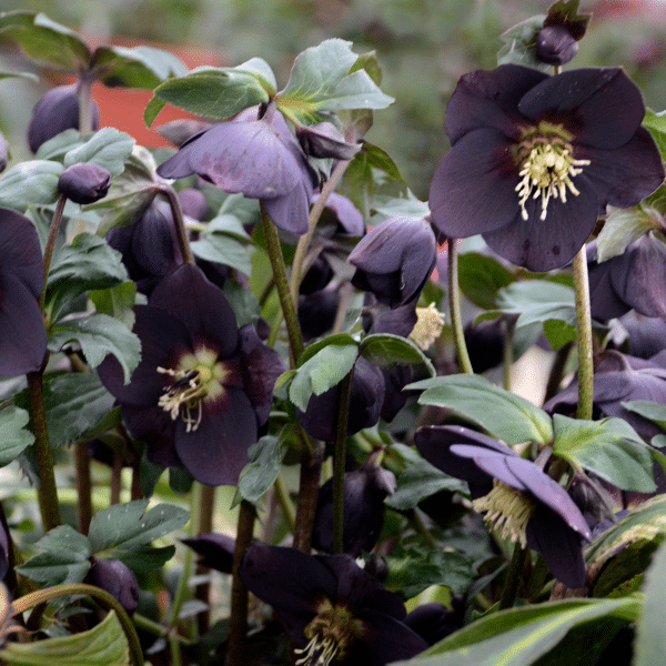 00012963 helleborus new york night 1g 02.png