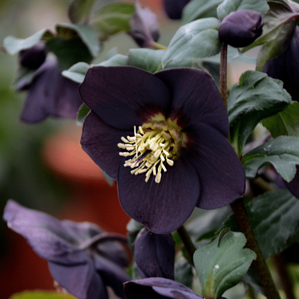 00012963 helleborus new york night 1g 04.png