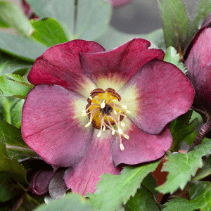 00012964 helleborus rome in red 1g 01.png