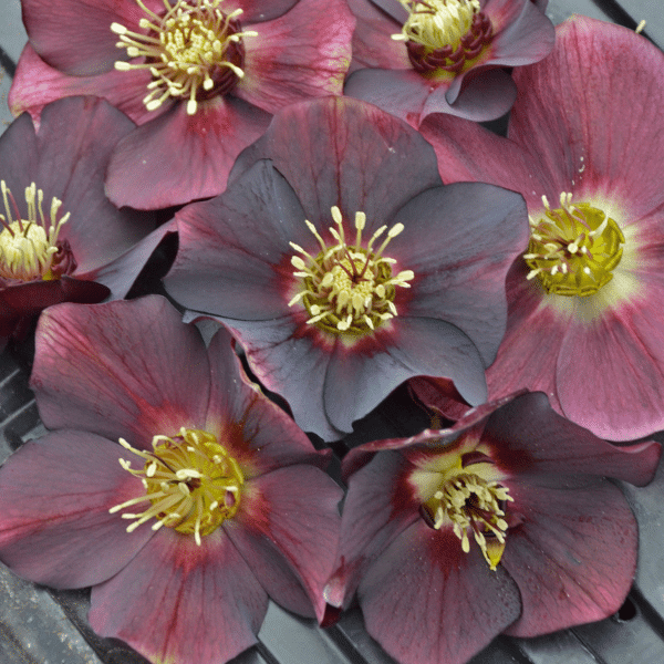 00012964 helleborus rome in red 1g 02 .png