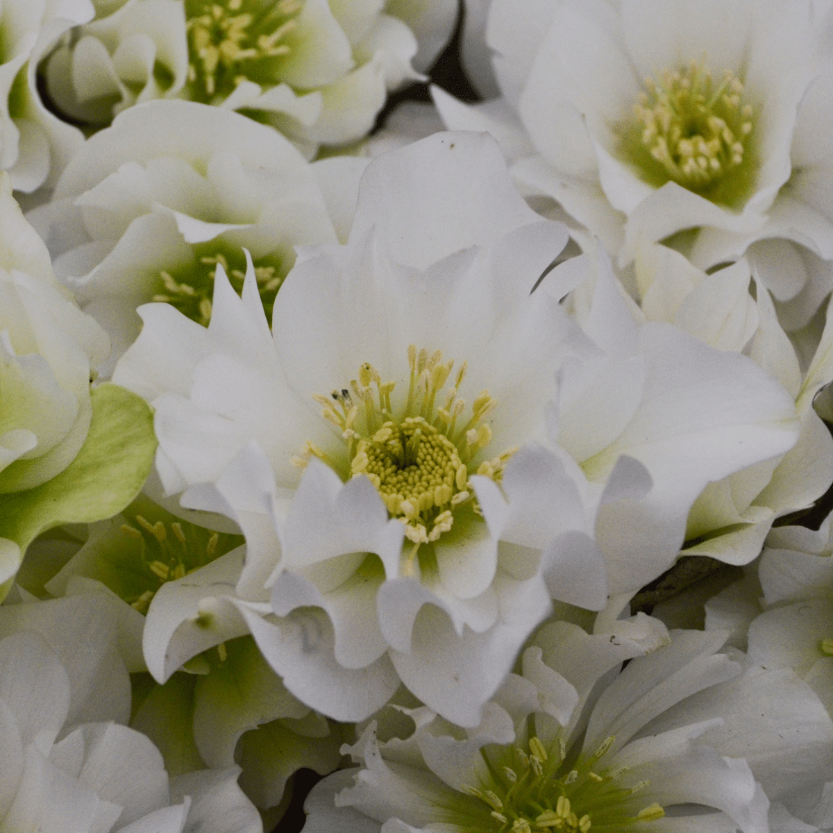 00012966 helleborus wedding bells 1g 01.png