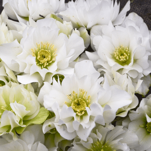 00012966 helleborus wedding bells 1g 02.png