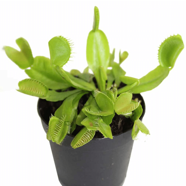 00020918 plante carnivore dionaea muscipula 01.png