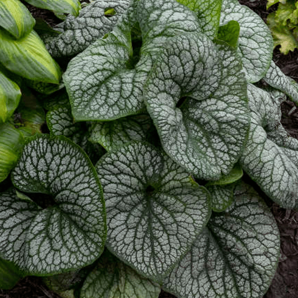 007g03 brunnera macrophylla jack of diamond 01.png