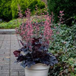 007g04 heuchera timeless night 01.png