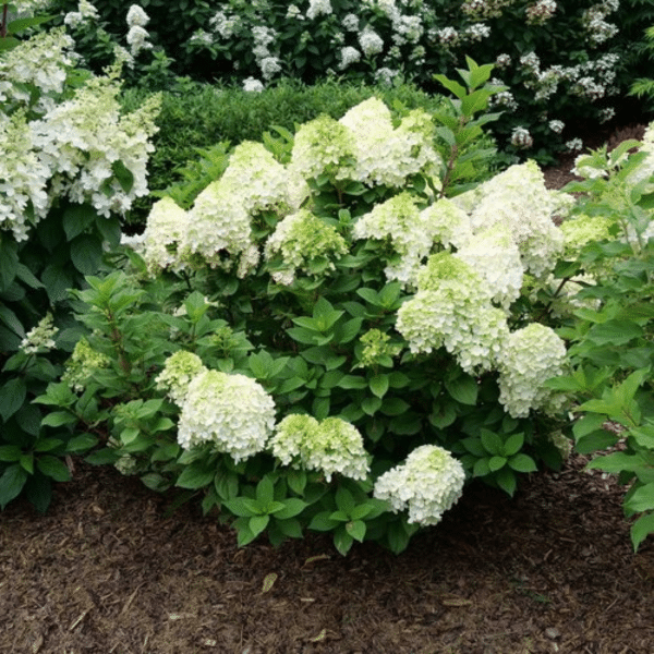 048g31 hydrangea little lime punch 03.png