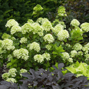 048g32 hydrangea little lime 01.png