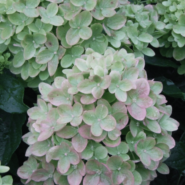 048g32 hydrangea little lime 02.png