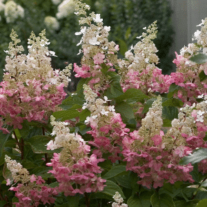 048g33 hydrangea pinky winky 01.png